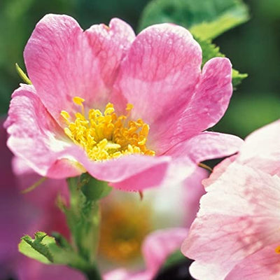 Weleda Renewing Day Face Cream