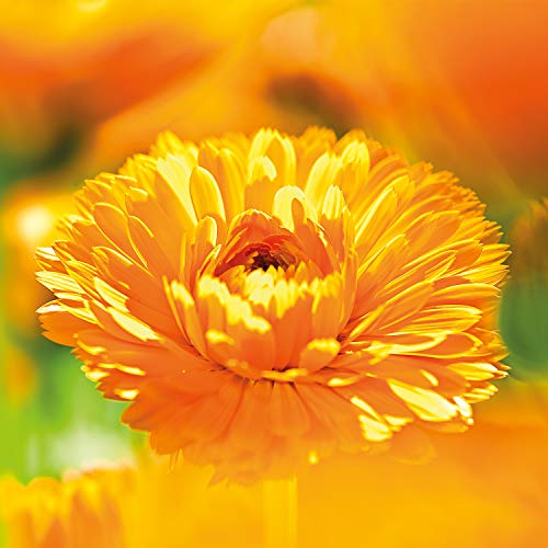 Weleda Baby Calendula Weather Protection Cream