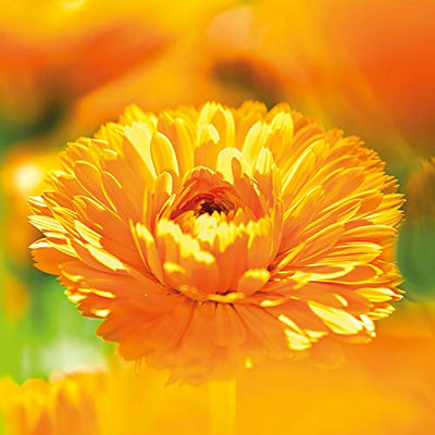 Weleda Baby Calendula Weather Protection Cream